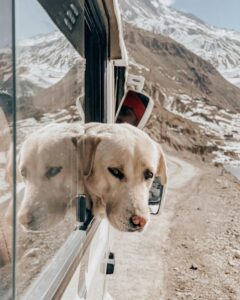 Moving with pets